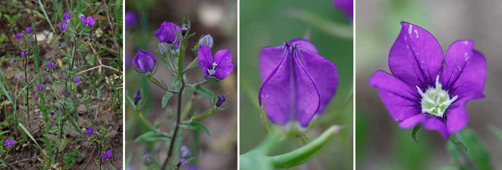 Fiche florale du Miroir-de-Vnus