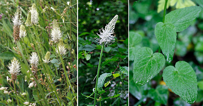 Fiche florale de la Raiponce en pi