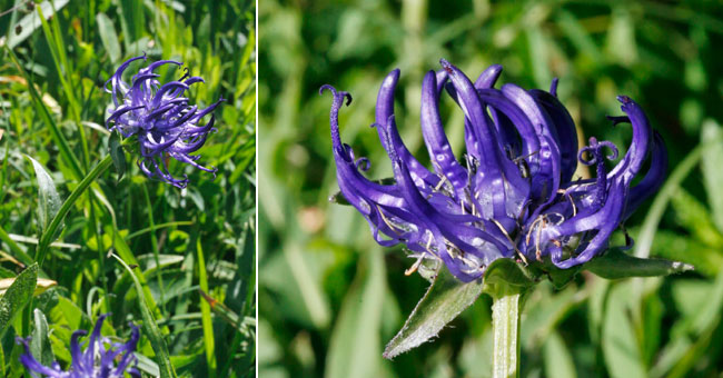 Fiche florale de la Raiponce orbiculaire