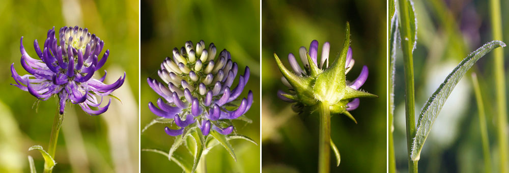 Fiche florale de la Raiponce orbiculaire