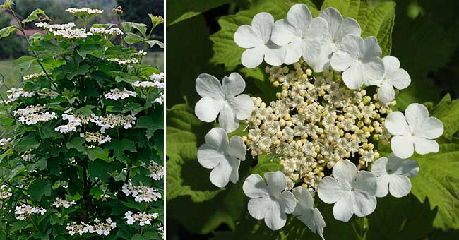 Fiche florale de la Viorne obier