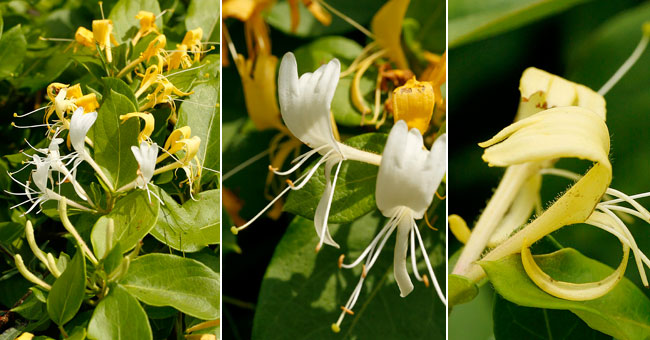 Fiche florale du Chvrefeuille des bois