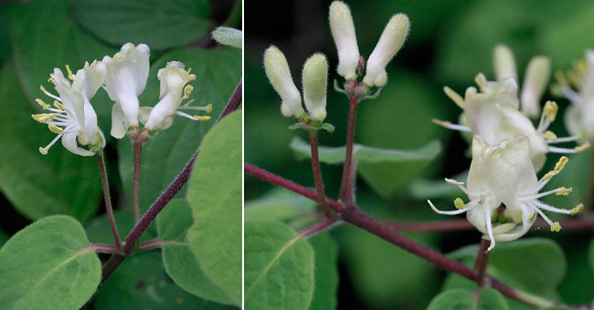 Fiche florale du Chvrefeuille des haies