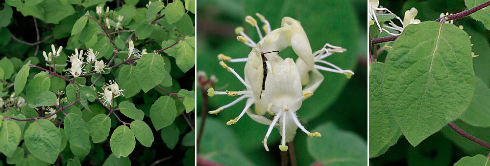 Fiche florale du Chvrefeuille des haies