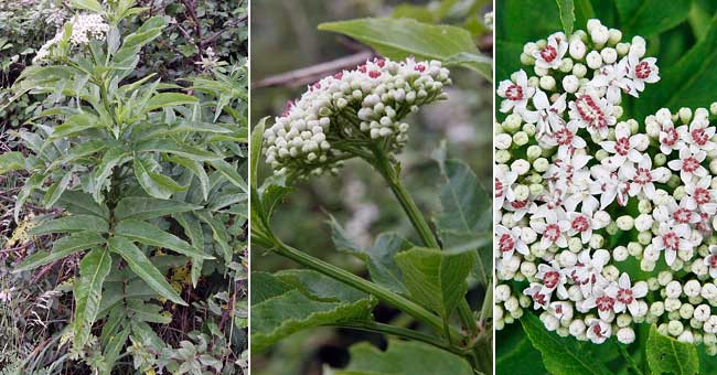 Fiche florale du Yble