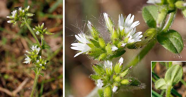 Fiche florale du Craiste agglomr