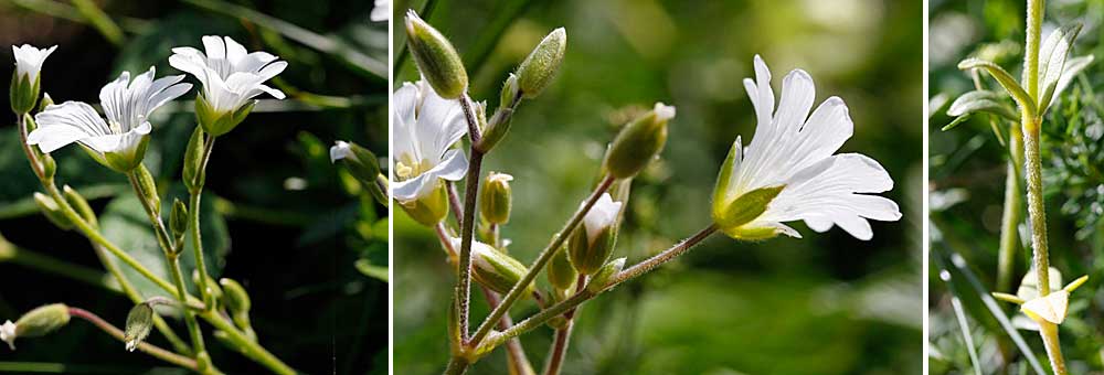 Fiche florale du Craiste des champs