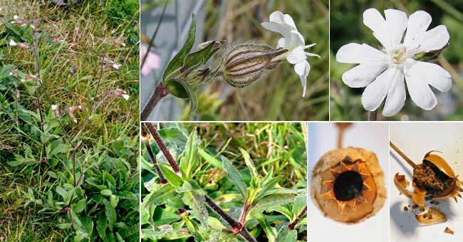 Fiche florale du Compagnon blanc