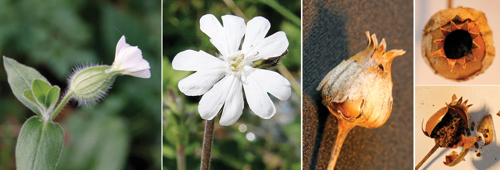 Fiche florale du Compagnon blanc