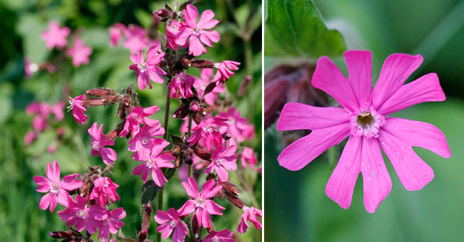 Fiche florale du Compagnon rouge