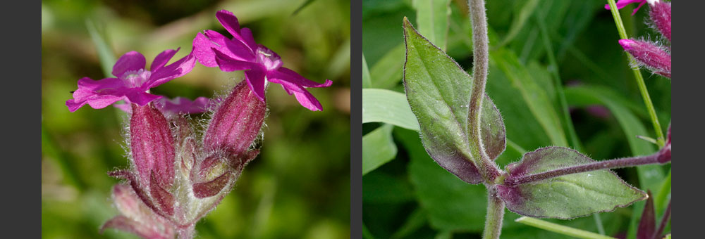 Fiche florale du Compagnon rouge