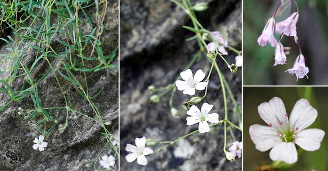 Fiche florale de la Gypsophile rampante