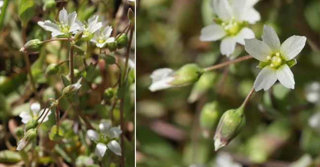 Fiche florale de l'Holoste en ombelle