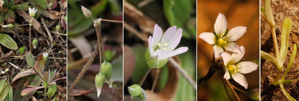 Fiche florale de l'Holoste en ombelle