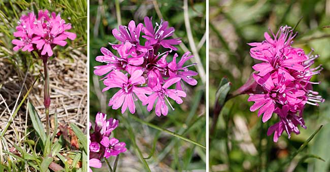 Fiche florale du Lychnis des Alpes