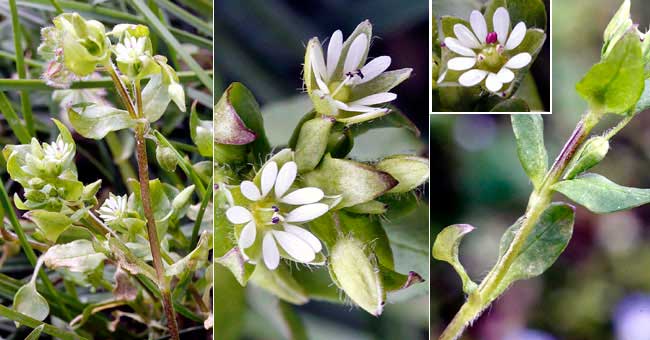 Fiche florale du Mouron des oiseaux