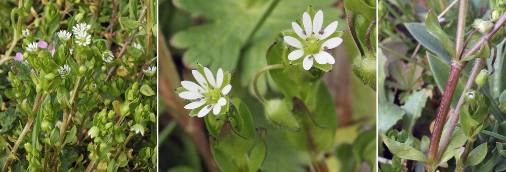 Fiche florale du Mouron des oiseaux