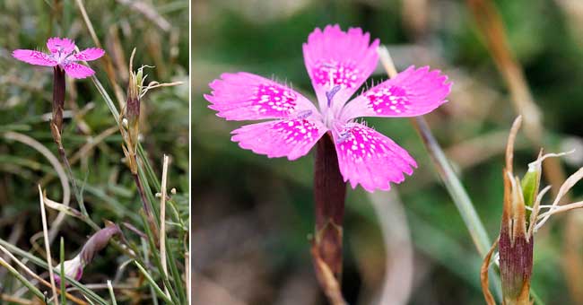 Fiche florale de l'Oeillet en delta