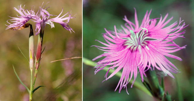 Fiche florale de l'Oeillet de Montpellier