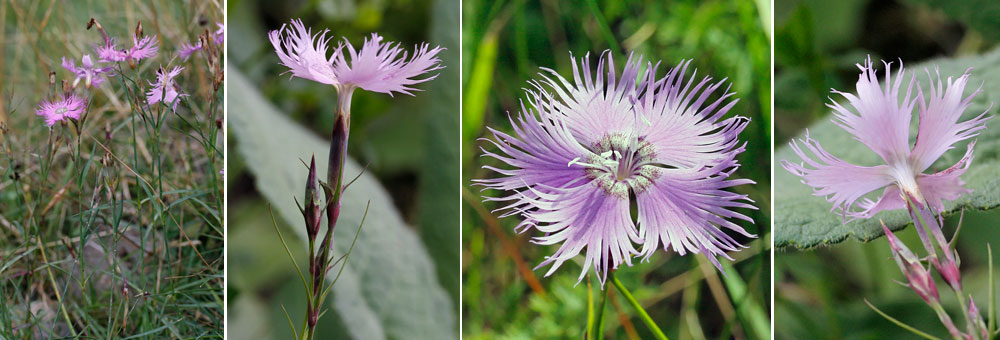 Fiche florale de l'Oeillet de Montpellier