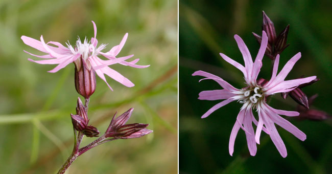 Fiche florale du Lychnis fleur de coucou