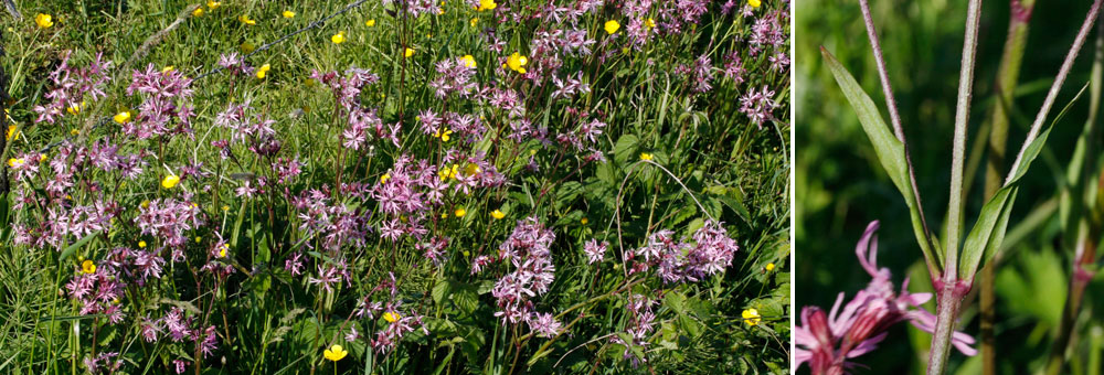 Fiche florale du Lychnis fleur de coucou