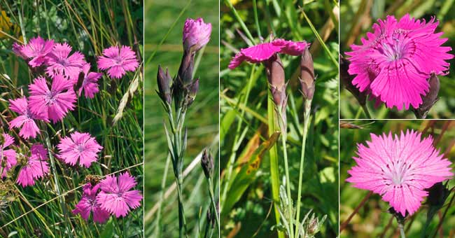 Fiche florale de l'Oeillet des bois 