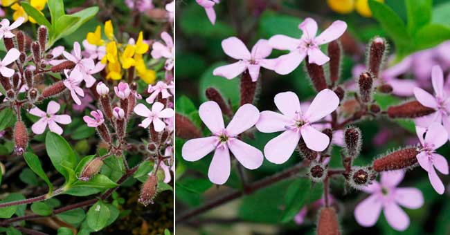 Fiche florale du Saponaire faux-basilic