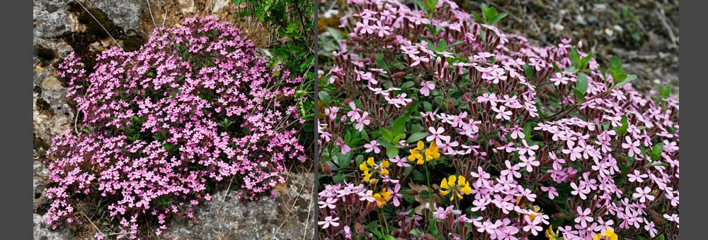 Fiche florale du Saponaire faux-basilic