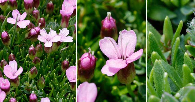 Fiche florale du Silne acaule