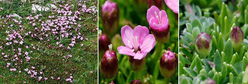 Fiche florale du Silne acaule