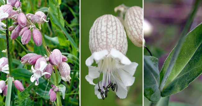 Fiche florale du Silne enfl 