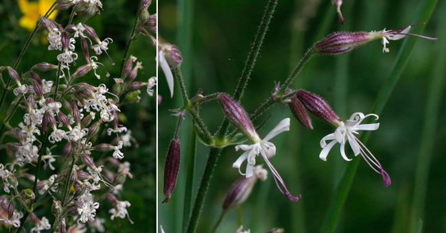 Fiche florale du Silne pench