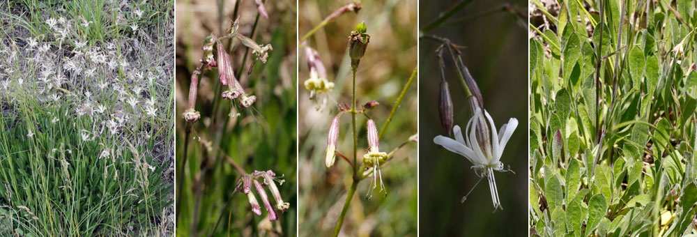 Fiche florale du Silne pench