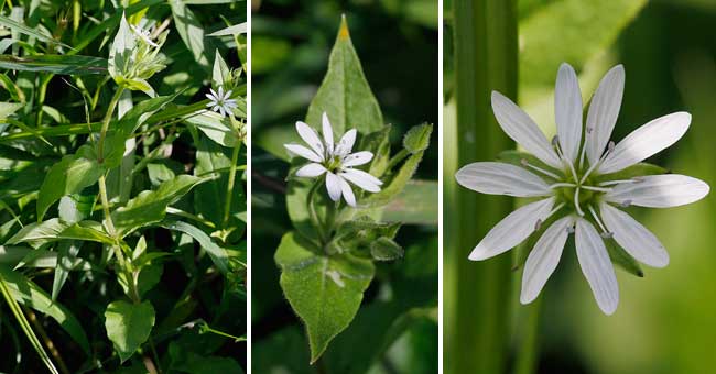 Fiche florale de la Stellaire aquatique