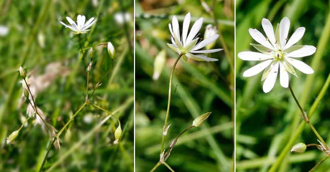 Fiche florale de la Stellaire gramine