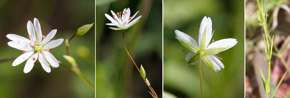 Fiche florale de la Stellaire gramine