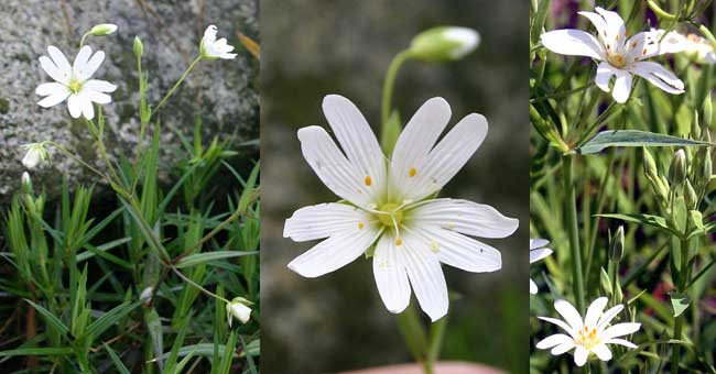 Fiche florale de la Stellaire holoste