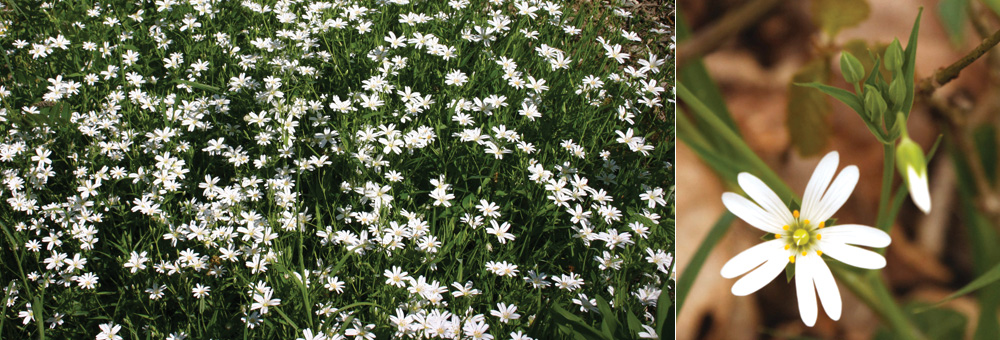 Fiche florale de la Stellaire holoste