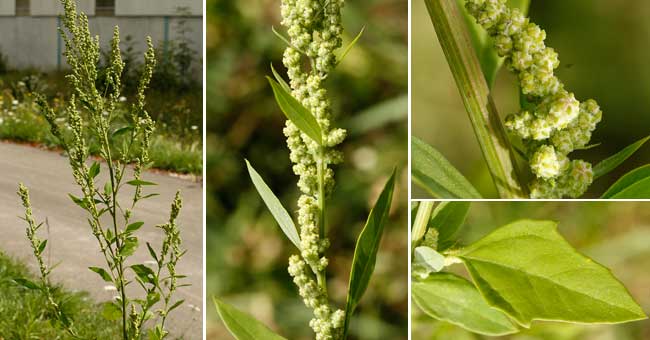 Fiche florale du Chnopode blanc