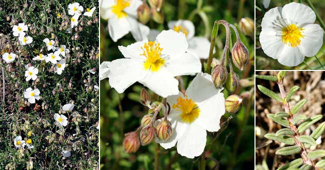 Fiche florale de l'Hlianthme des Apennins