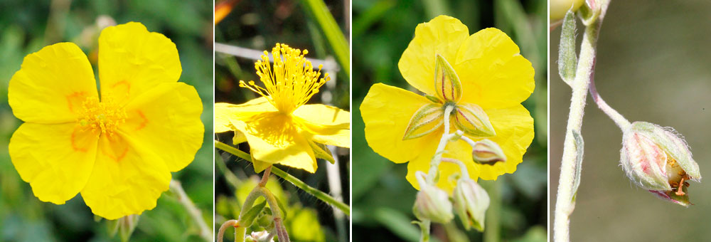 Fiche florale de l'Helianthme petit