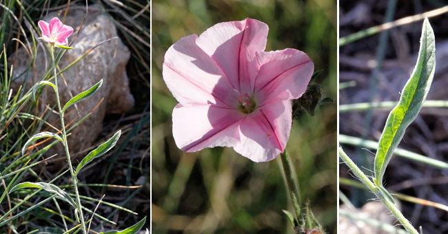 Fiche florale du Liseron cantabrique