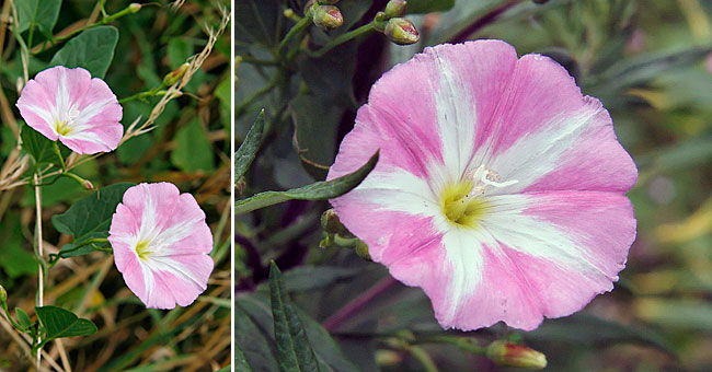 Fiche florale du Liseron des champs