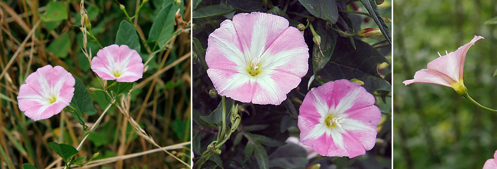 Fiche florale du Liseron des champs