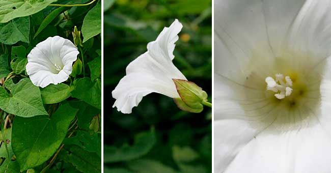 Fiche florale du Liseron des haies