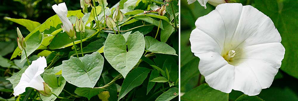 Fiche florale du Liseron des haies