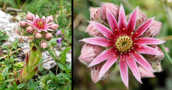 Fiche florale de la Joubarbe des montagnes