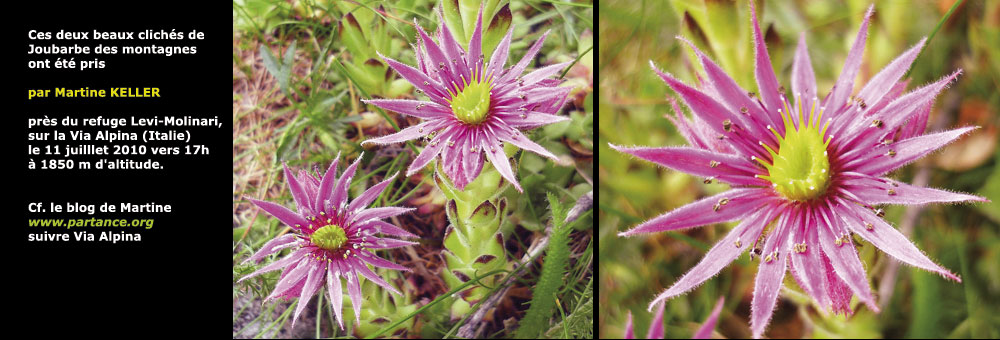 Fiche florale de la Joubarbe des montagnes