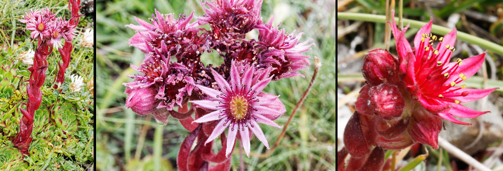 Fiche florale de la Joubarbe des montagnes